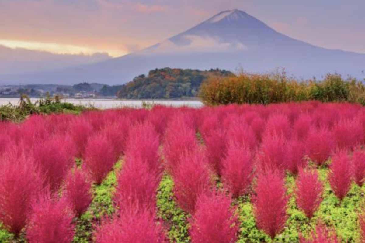 Dove visitare Kochia, in Giappone