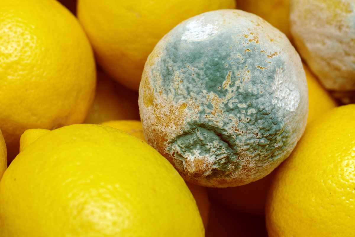 Muffa nel cibo, cosa succede se la mangi per sbaglio