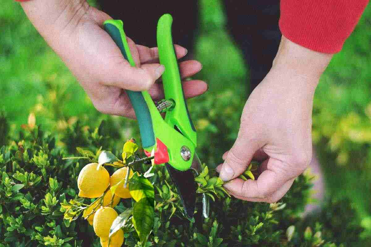 Ecco perché dovresti potare così i limoni del tuo giardino