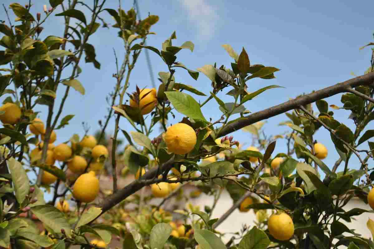 Ecco perché dovresti potare così i limoni del tuo giardino, tutti i dettagli